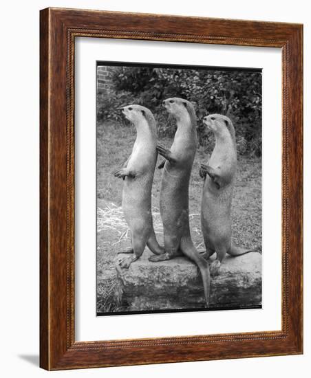 Trio of Otters-null-Framed Photographic Print