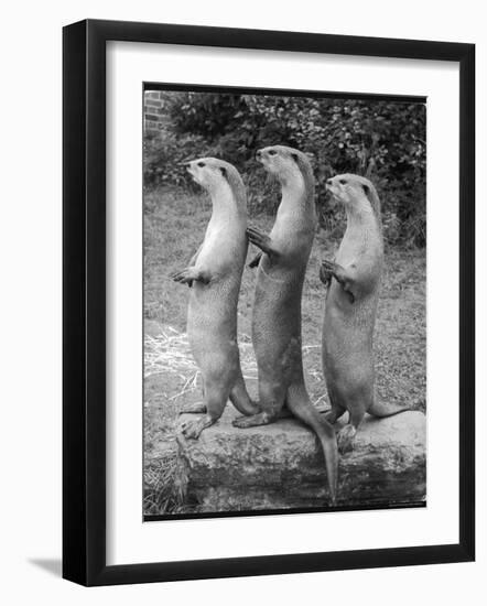 Trio of Otters-null-Framed Photographic Print