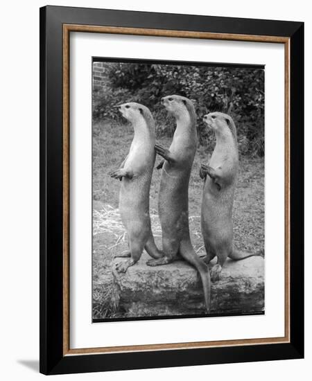 Trio of Otters-null-Framed Photographic Print