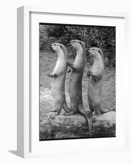 Trio of Otters--Framed Photographic Print