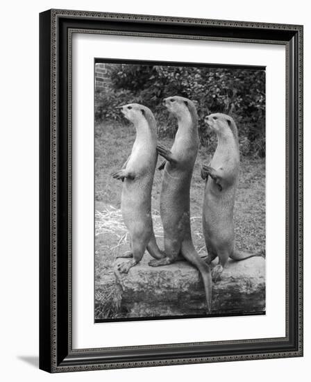 Trio of Otters-null-Framed Photographic Print