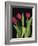 Trio of Tulips-Assaf Frank-Framed Giclee Print