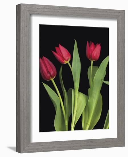 Trio of Tulips-Assaf Frank-Framed Giclee Print