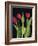 Trio of Tulips-Assaf Frank-Framed Giclee Print