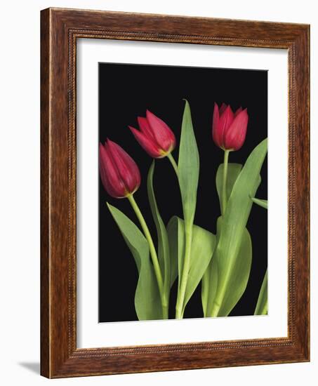 Trio of Tulips-Assaf Frank-Framed Giclee Print