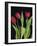 Trio of Tulips-Assaf Frank-Framed Giclee Print