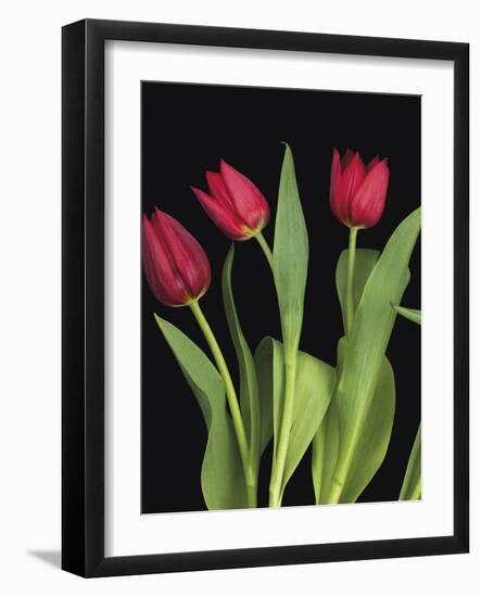 Trio of Tulips-Assaf Frank-Framed Giclee Print
