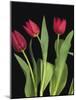 Trio of Tulips-Assaf Frank-Mounted Giclee Print