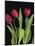 Trio of Tulips-Assaf Frank-Mounted Giclee Print