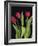 Trio of Tulips-Assaf Frank-Framed Giclee Print