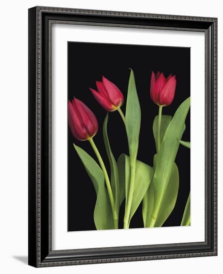 Trio of Tulips-Assaf Frank-Framed Giclee Print