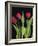 Trio of Tulips-Assaf Frank-Framed Giclee Print