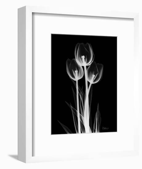 Trio Tulip Xray-Albert Koetsier-Framed Premium Giclee Print