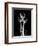 Trio Tulip Xray-Albert Koetsier-Framed Premium Giclee Print