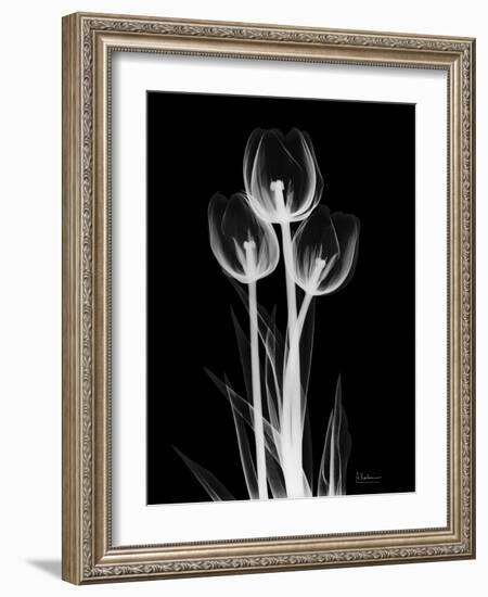 Trio Tulip Xray-Albert Koetsier-Framed Premium Giclee Print