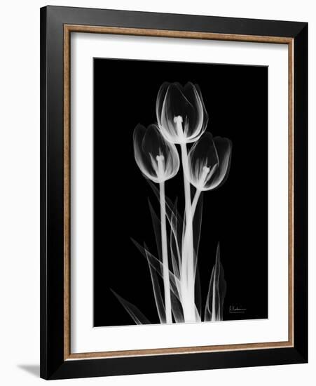 Trio Tulip Xray-Albert Koetsier-Framed Premium Giclee Print