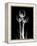 Trio Tulip Xray-Albert Koetsier-Framed Stretched Canvas