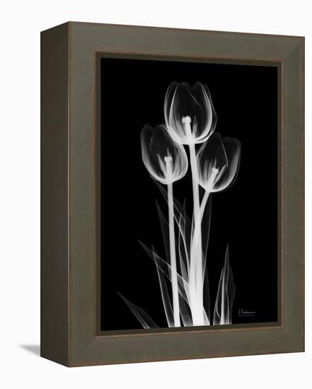 Trio Tulip Xray-Albert Koetsier-Framed Stretched Canvas