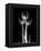 Trio Tulip Xray-Albert Koetsier-Framed Stretched Canvas