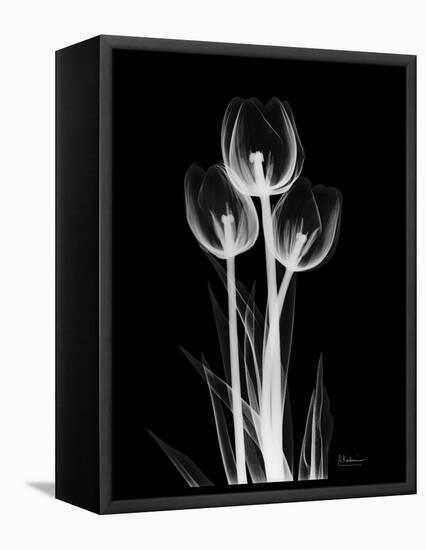 Trio Tulip Xray-Albert Koetsier-Framed Stretched Canvas