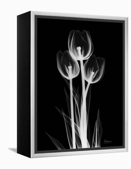 Trio Tulip Xray-Albert Koetsier-Framed Stretched Canvas