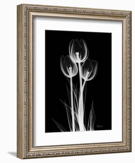 Trio Tulip Xray-Albert Koetsier-Framed Art Print