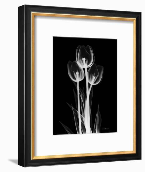 Trio Tulip Xray-Albert Koetsier-Framed Art Print