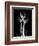 Trio Tulip Xray-Albert Koetsier-Framed Art Print