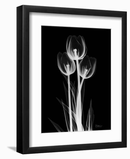 Trio Tulip Xray-Albert Koetsier-Framed Art Print