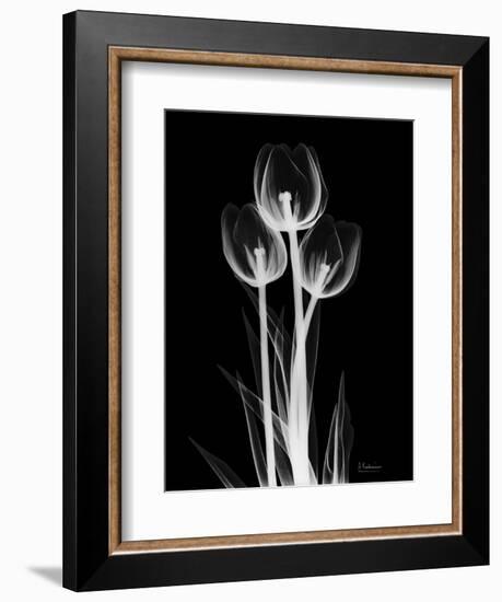 Trio Tulip Xray-Albert Koetsier-Framed Art Print