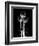 Trio Tulip Xray-Albert Koetsier-Framed Art Print