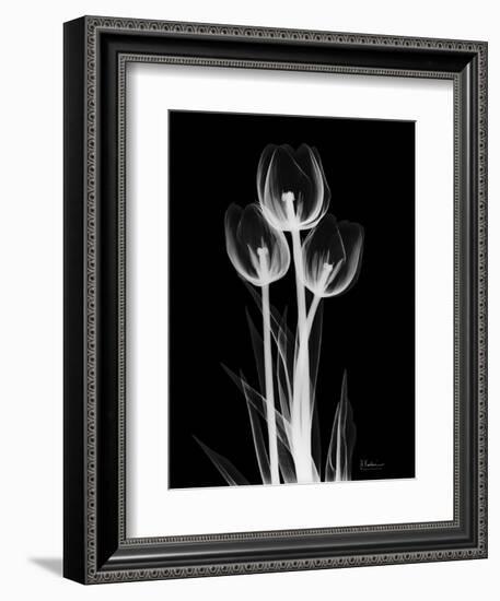 Trio Tulip Xray-Albert Koetsier-Framed Art Print