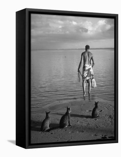 triped Tabby Cats on Beach as Man Goes Into Water to Catch Fish with Net on Society Island-Carl Mydans-Framed Premier Image Canvas