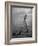 triped Tabby Cats on Beach as Man Goes Into Water to Catch Fish with Net on Society Island-Carl Mydans-Framed Photographic Print