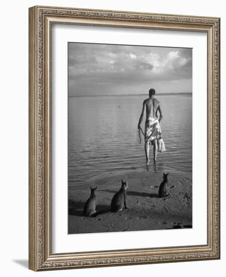 triped Tabby Cats on Beach as Man Goes Into Water to Catch Fish with Net on Society Island-Carl Mydans-Framed Photographic Print