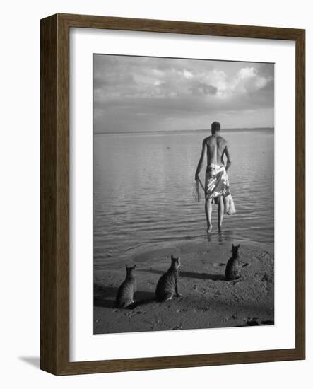 triped Tabby Cats on Beach as Man Goes Into Water to Catch Fish with Net on Society Island-Carl Mydans-Framed Photographic Print