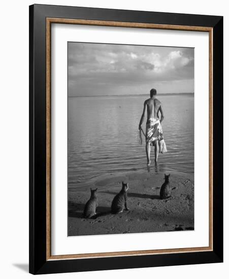 triped Tabby Cats on Beach as Man Goes Into Water to Catch Fish with Net on Society Island-Carl Mydans-Framed Photographic Print