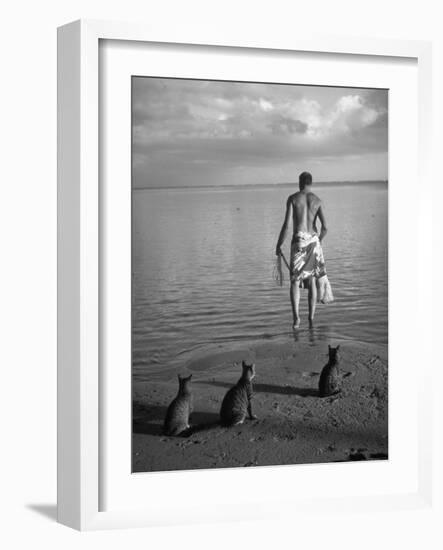 triped Tabby Cats on Beach as Man Goes Into Water to Catch Fish with Net on Society Island-Carl Mydans-Framed Photographic Print