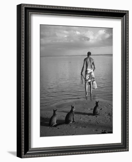 triped Tabby Cats on Beach as Man Goes Into Water to Catch Fish with Net on Society Island-Carl Mydans-Framed Photographic Print