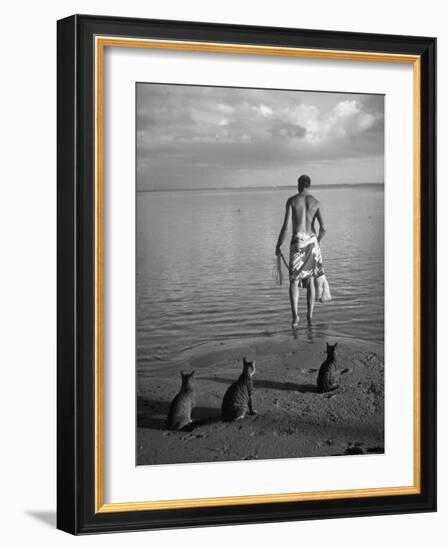 triped Tabby Cats on Beach as Man Goes Into Water to Catch Fish with Net on Society Island-Carl Mydans-Framed Photographic Print