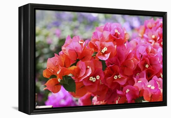 Triplet's Flowers, Blossoms, Bougainvillaea-Sweet Ink-Framed Premier Image Canvas