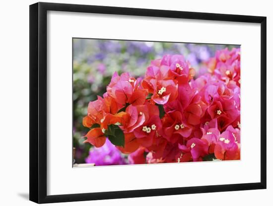 Triplet's Flowers, Blossoms, Bougainvillaea-Sweet Ink-Framed Photographic Print