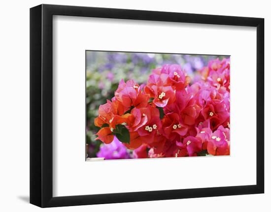 Triplet's Flowers, Blossoms, Bougainvillaea-Sweet Ink-Framed Photographic Print