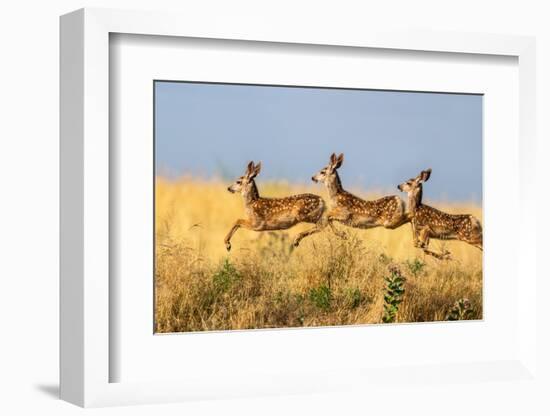 Tripple Jump-Verdon-Framed Photographic Print