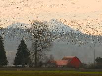 Flock of Snow Geese Take Flight, Mt. Baker and Cascades at Dawn, Fir Island, Washington, USA-Trish Drury-Photographic Print