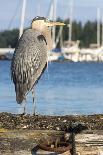USA, Washington State, Poulsbo Great Blue Heron on marine floatation.-Trish Drury-Photographic Print