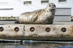 Washington, Poulsbo. Harbor Seal Haul Out on Dock. Acclimated to Boat Traffic-Trish Drury-Photographic Print