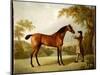 Tristram Shandy, a Bay Racehorse Held by a Groom in an Extensive Landscape, C.1760-George Stubbs-Mounted Giclee Print