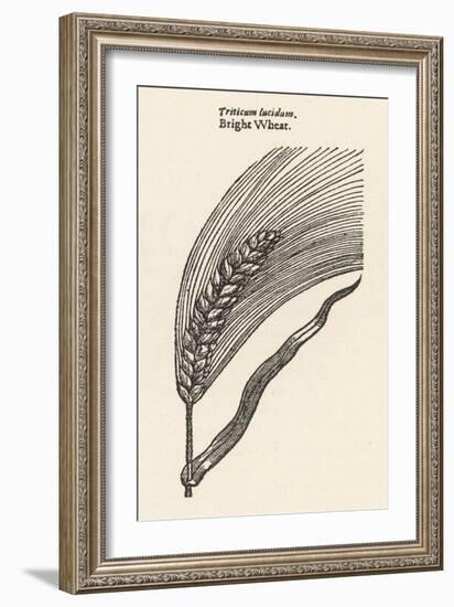 Triticum Lucidum Bright Wheat-John Gerard-Framed Art Print