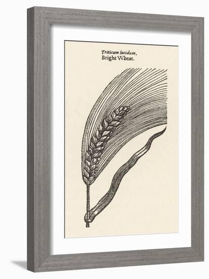 Triticum Lucidum Bright Wheat-John Gerard-Framed Art Print